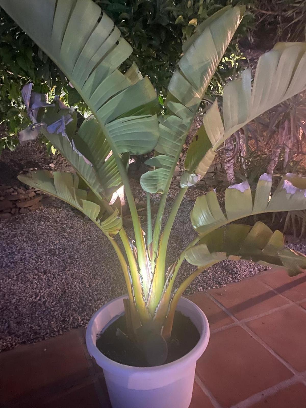 טורוקס Finca Angelita מראה חיצוני תמונה